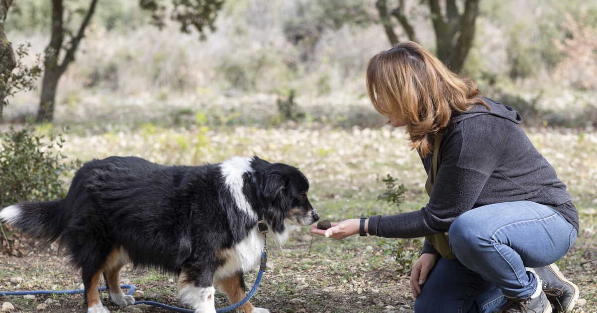 À la découverte des trésors souterrains de la Drôme : la passion d'une trufficultrice