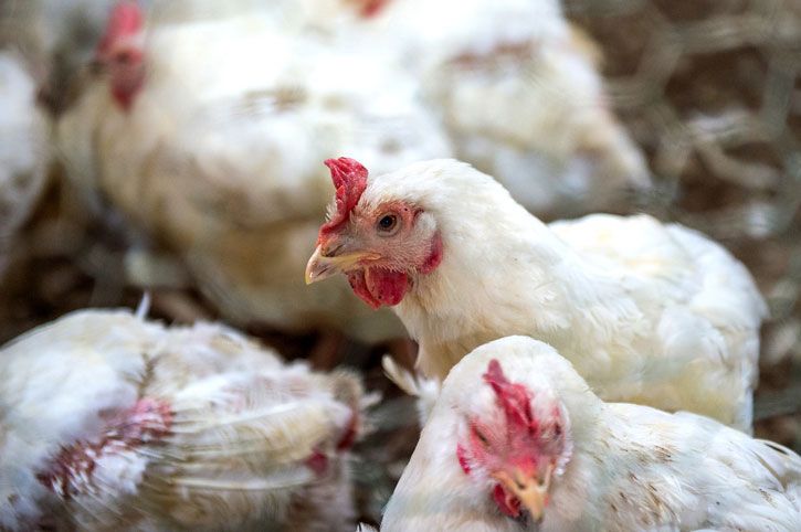 Une alerte inquiétante : 66 % des poulets britanniques porteurs d'E.Coli résistant