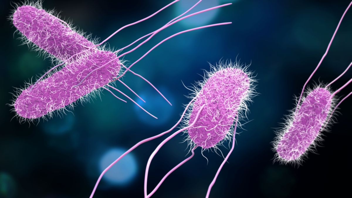 Une alerte sanitaire face à la montée des gastro-entérites liées à la salmonelle