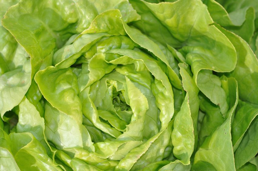 Des astuces ingénieuses pour sauver vos légumes du gaspillage