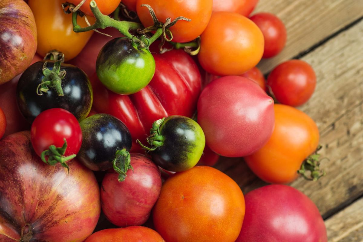 Les secrets des tomates : quel choix pour chaque plat ?