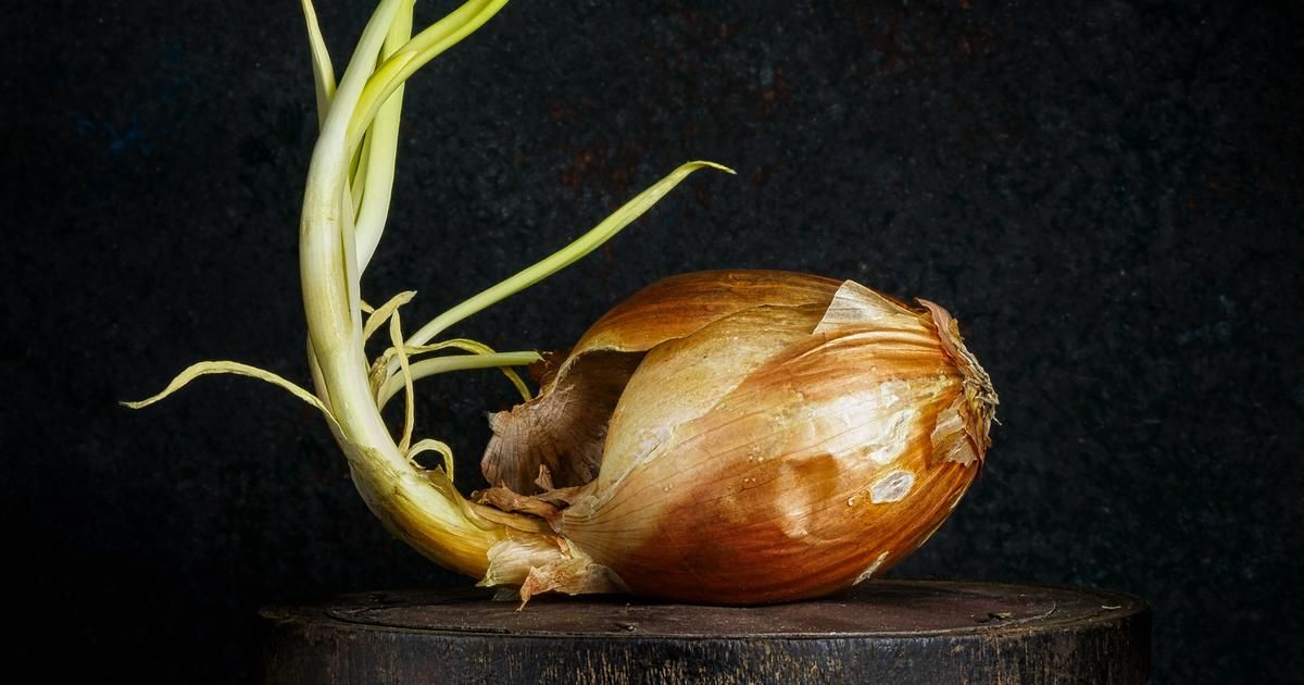 Peut-on consommer un oignon qui a germé ?
