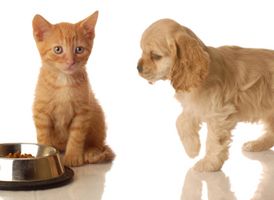 Des produits bio pour chouchouter vos animaux de compagnie