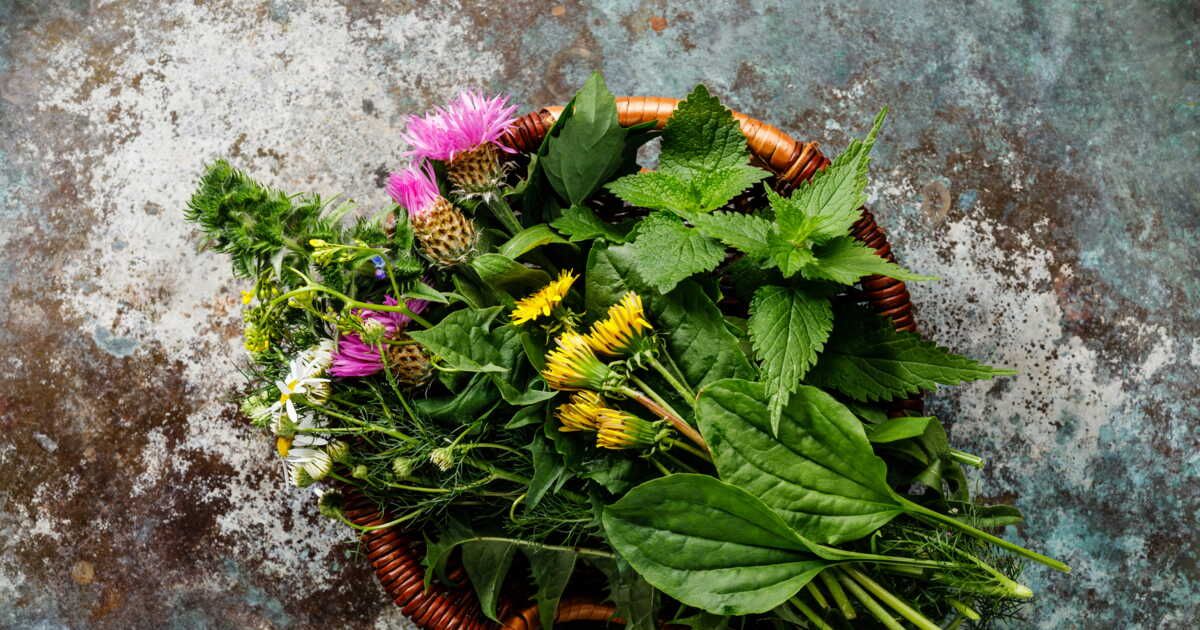 Découverte des trésors sauvages : 10 plantes à récolter cet été