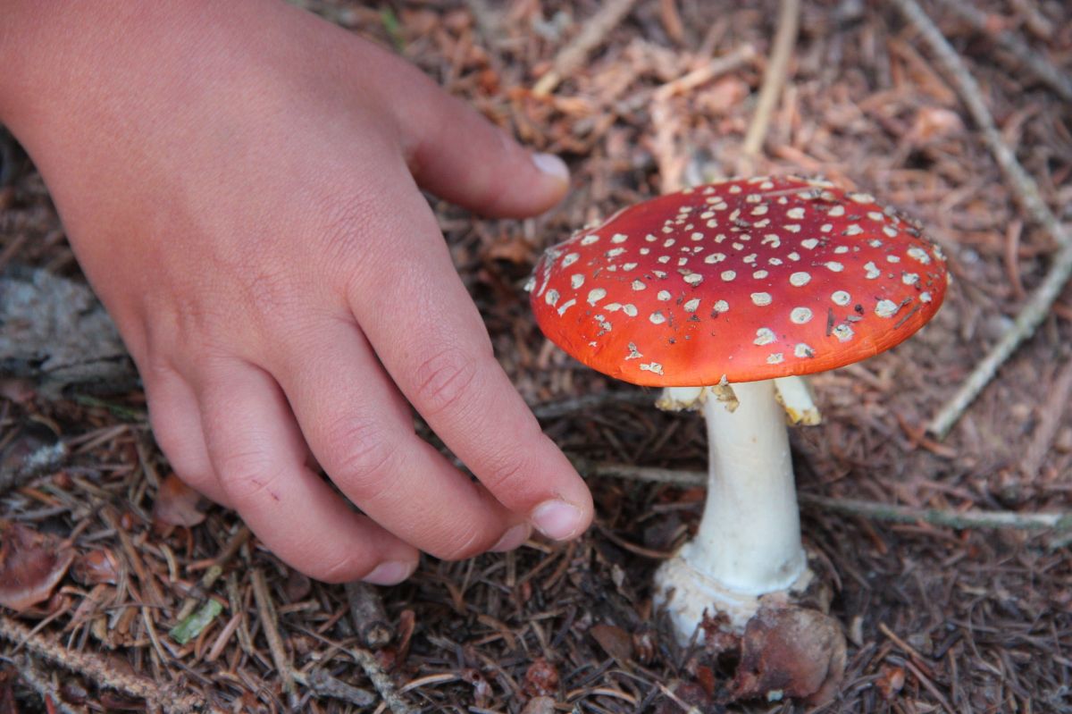 Les champignons sous surveillance : 212 cas d'intoxications cet été