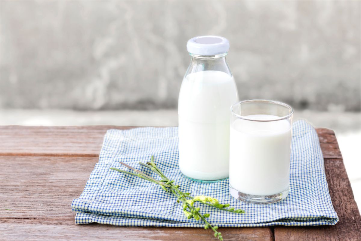 Le lait entier, un secret pour une vie plus longue